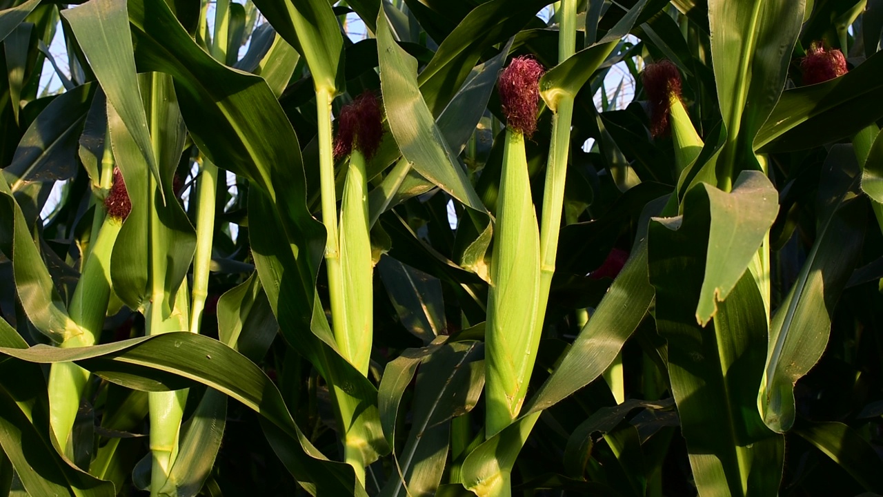 玉米种植自然田。视频素材