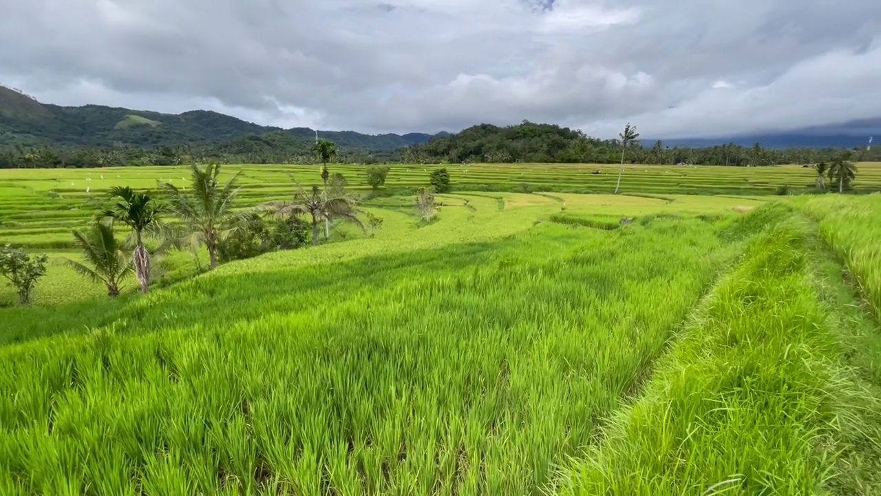 稻田视频素材