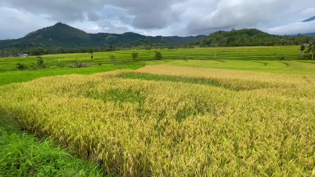 稻田视频素材