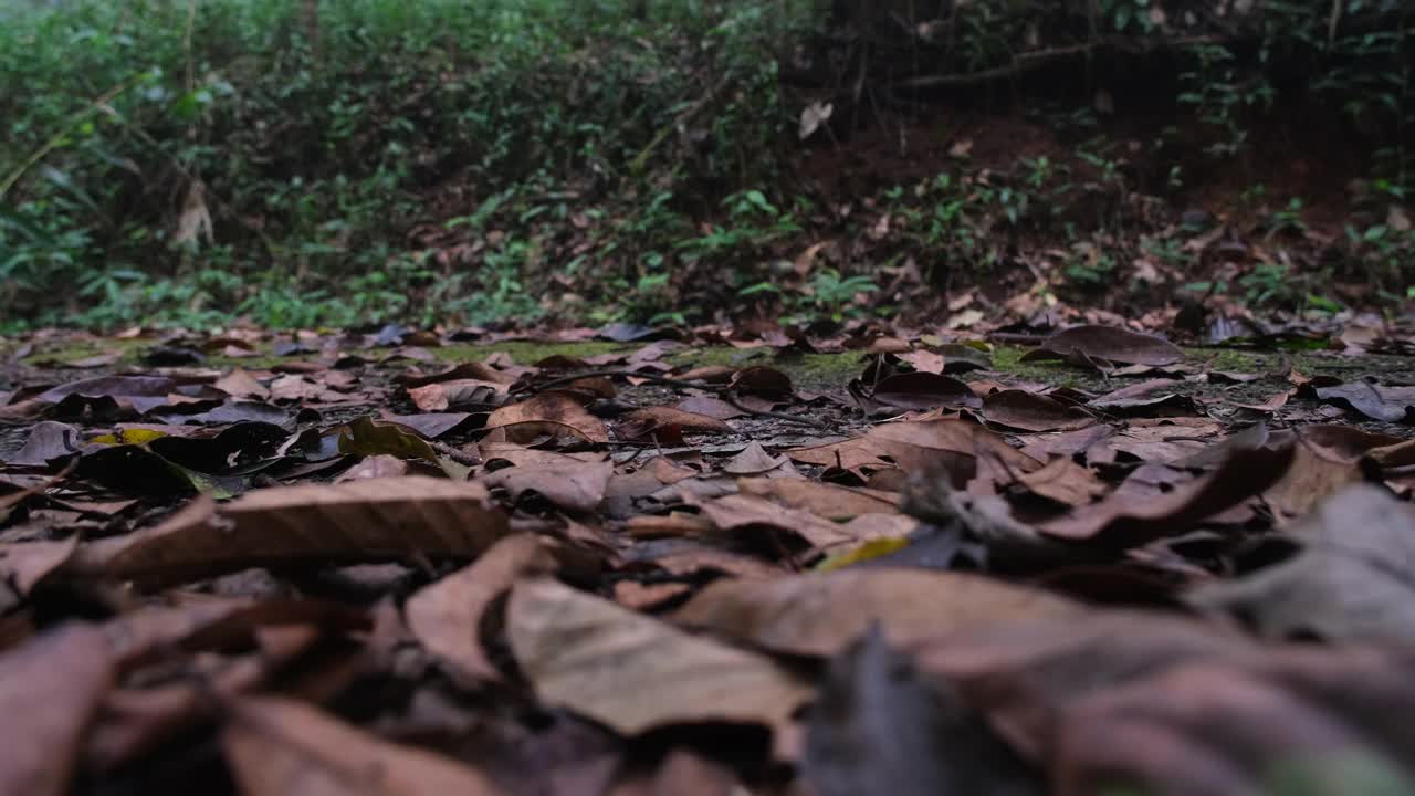 穿着徒步鞋在山上或森林里徒步的年轻女子。穿着山靴走过森林小径的女人。冒险的概念，徒步旅行和季节性假期与游客的侧视图在小径上。视频素材