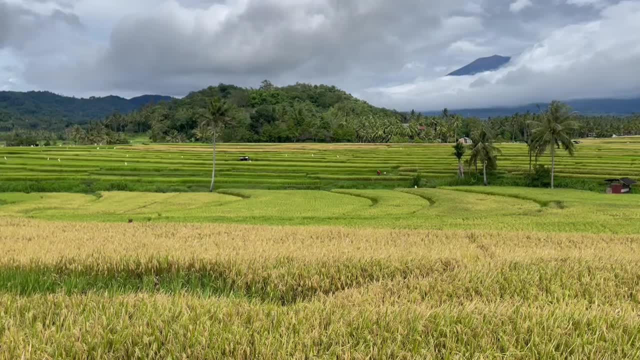 稻田视频素材