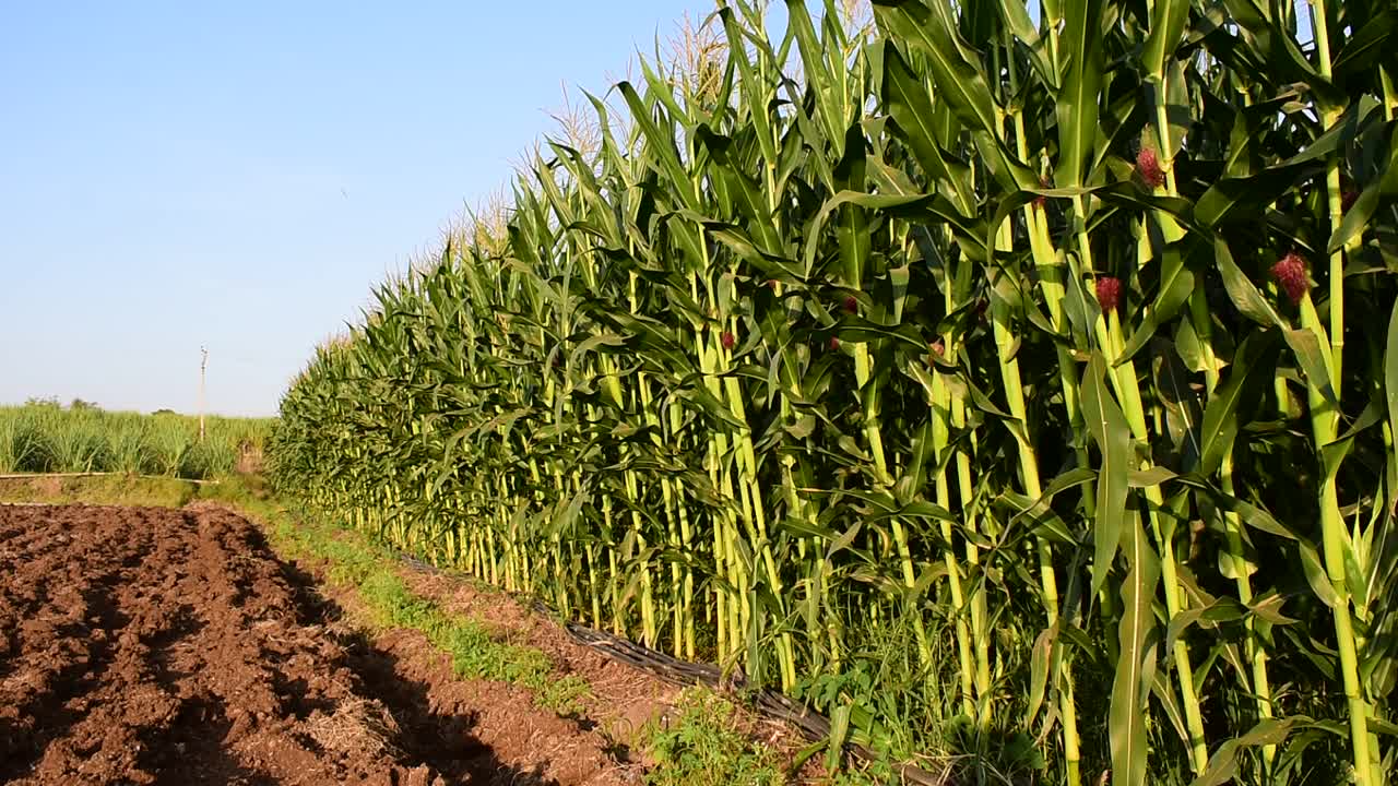 玉米种植自然田。视频素材