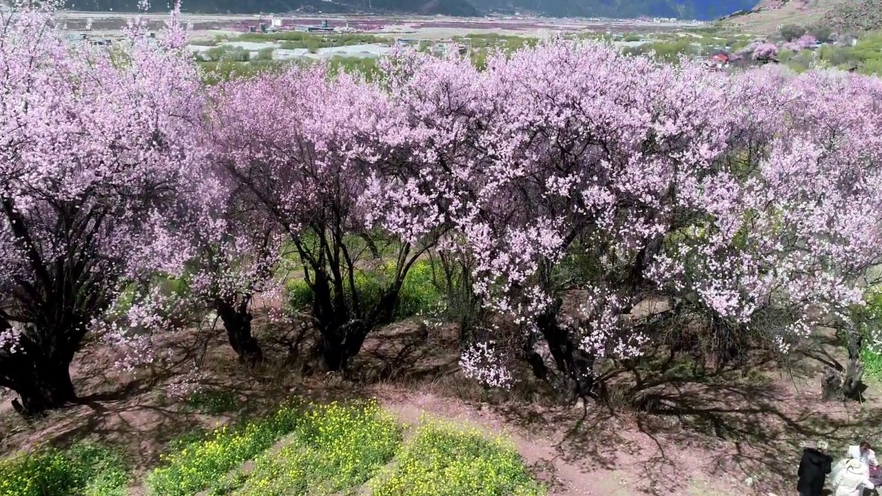 中国西藏林芝的春天。桃花季。旅游目的地是西藏。视频素材