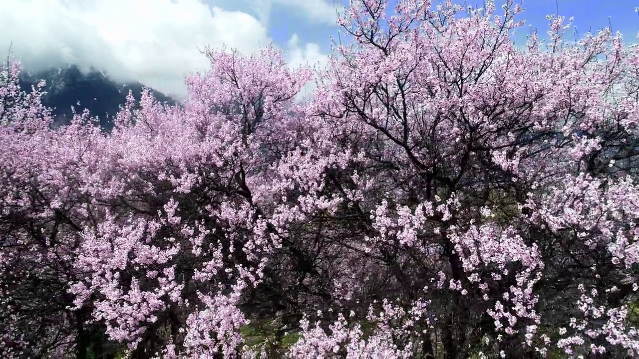 中国西藏林芝的春天。桃花季。旅游目的地是西藏。视频素材