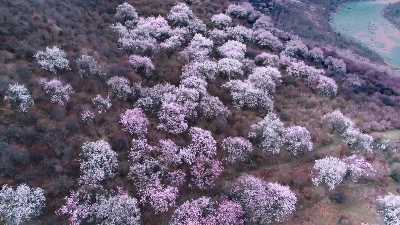 中国西藏林芝的春天。桃花季。旅游目的地是西藏。视频素材