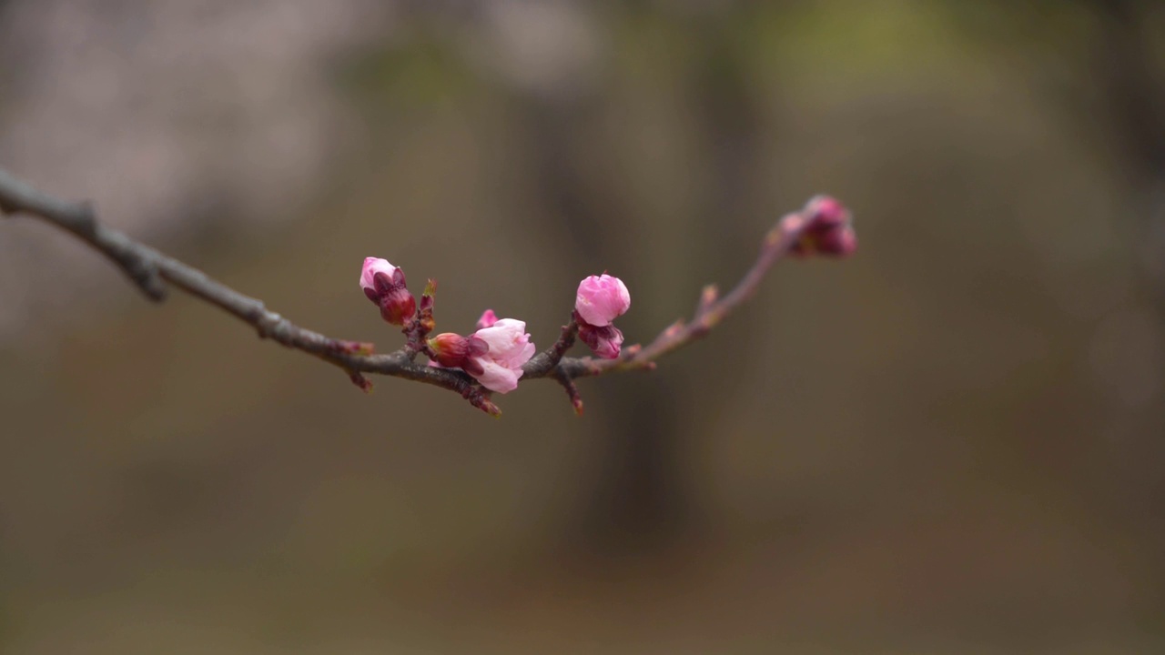 中国西藏林芝的春天。桃花季。旅游目的地是西藏。视频素材