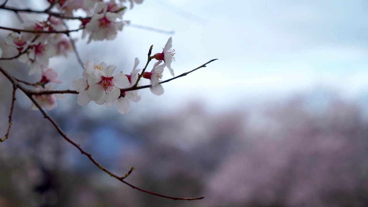 中国西藏林芝的春天。桃花季。旅游目的地是西藏。视频下载