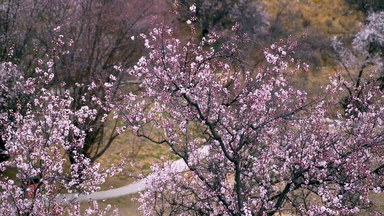 中国西藏林芝的春天。桃花季。旅游目的地是西藏。视频素材