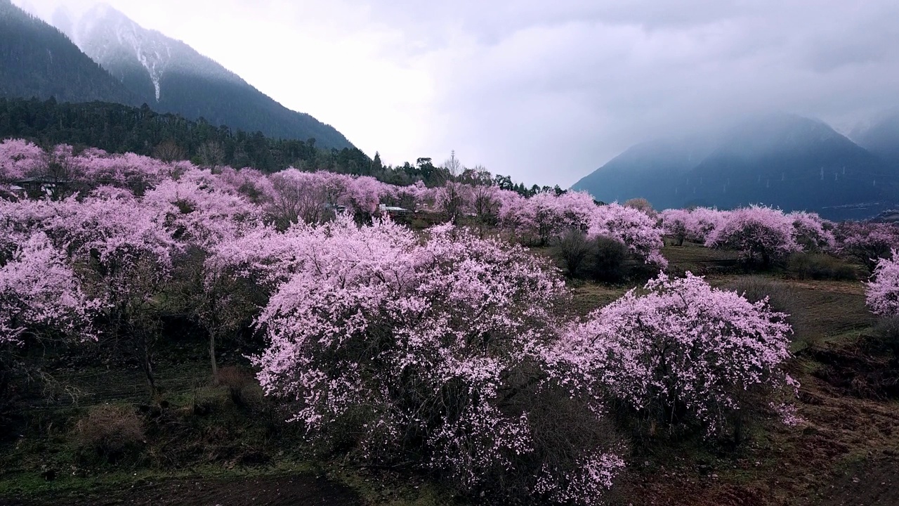 中国西藏林芝的春天。桃花季。旅游目的地是西藏。视频素材