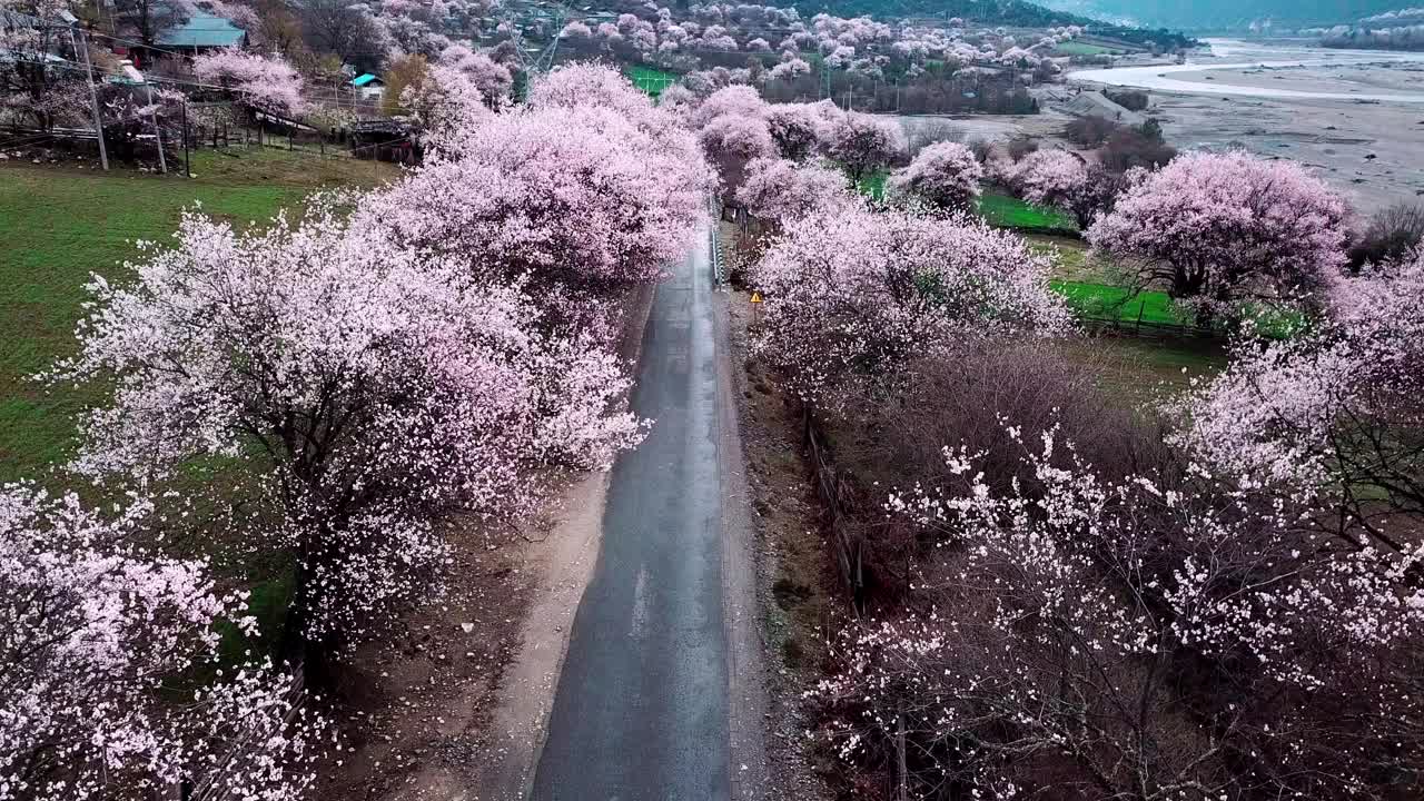 中国西藏林芝的春天。桃花季。旅游目的地是西藏。视频素材