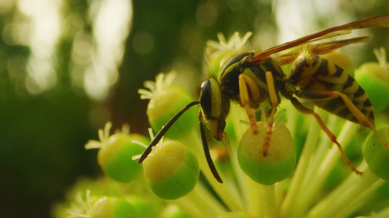 黄蜂以花蜜为食视频素材