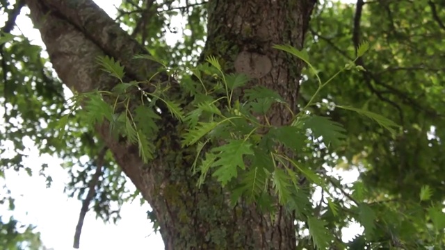 剪叶桤木-树枝和叶子视频素材