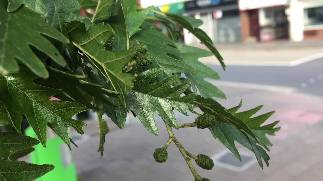 切叶桤木-叶片和幼雌球果视频素材