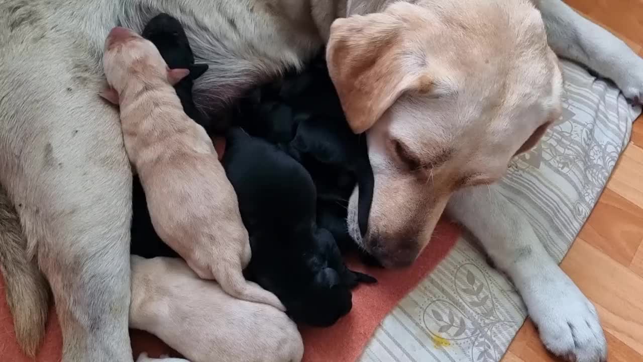 新生的米色金毛猎犬幼犬视频素材