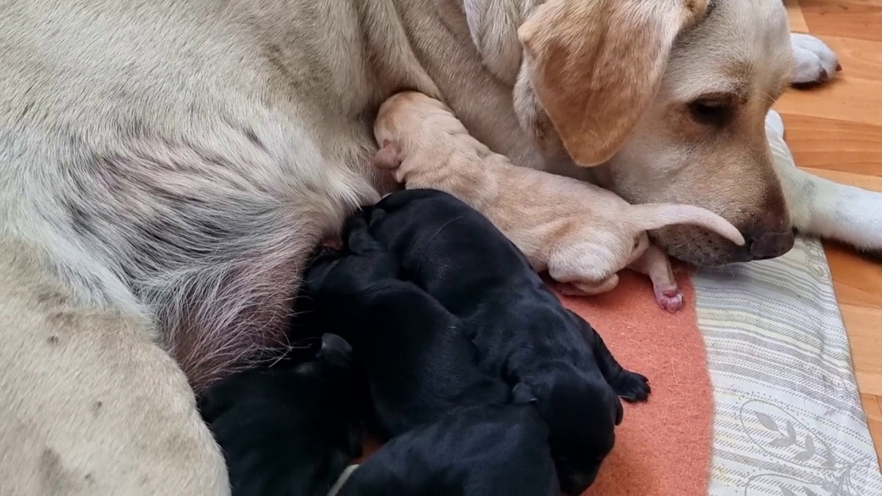 新生的米色金毛猎犬幼犬视频素材