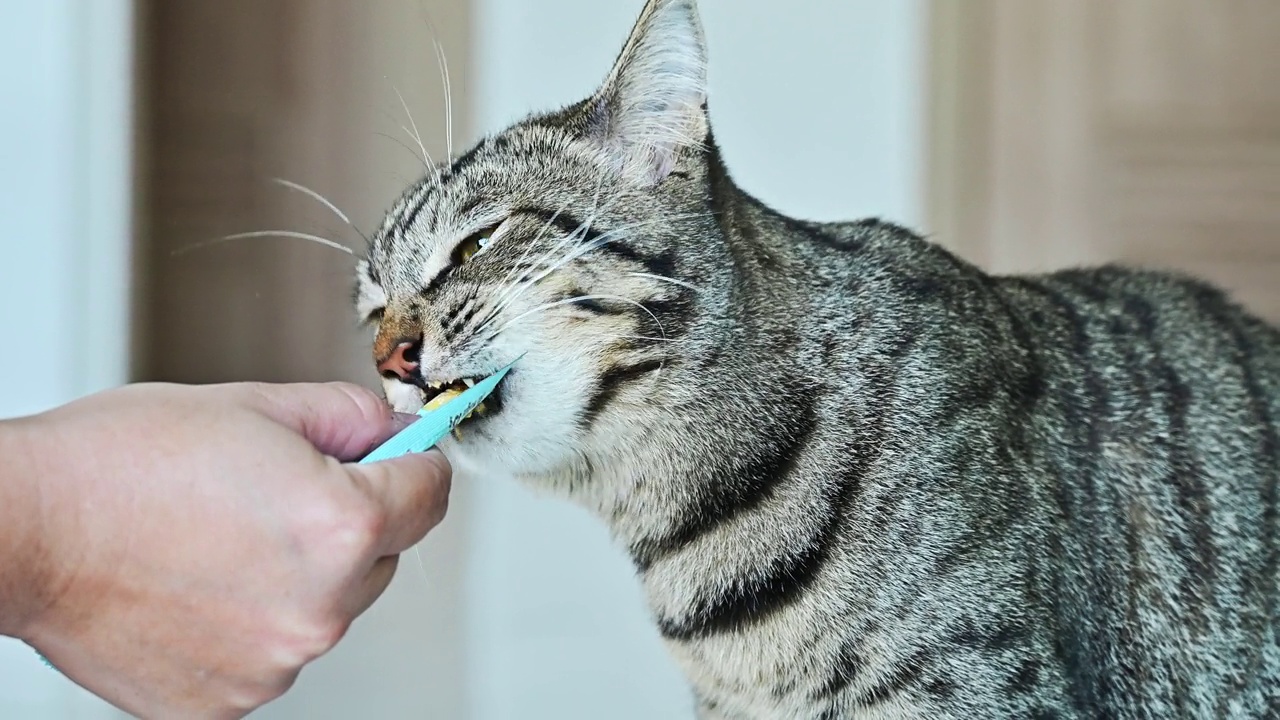 国内短毛猫舔着主人的液体零食。视频素材