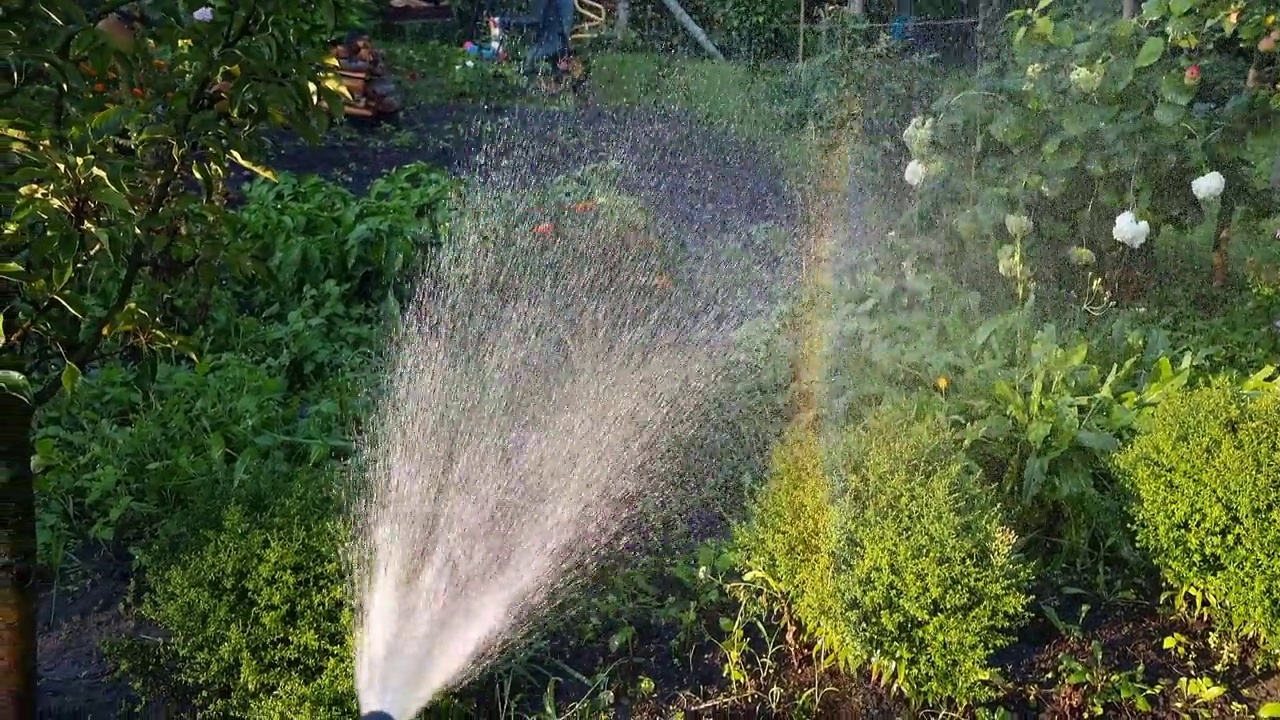 用水管给花园的花浇水视频素材