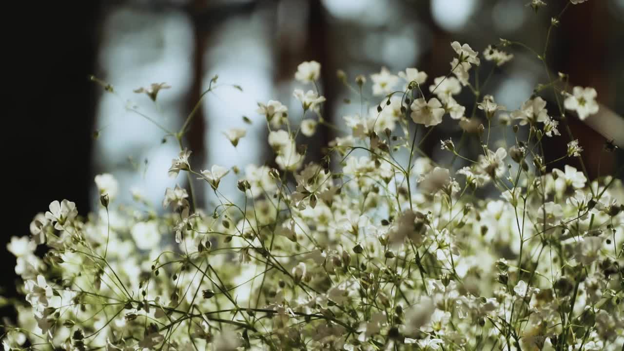 开着白花。风吹在美丽的白花上，慢镜头。视频素材