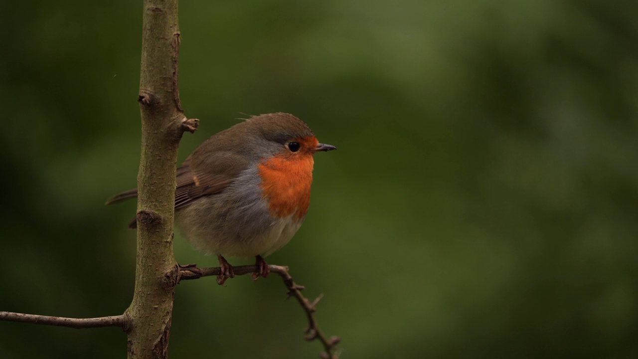 一只知更鸟(Erithacus rubecula)坐在树枝上视频素材