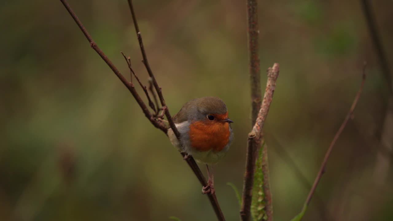 一只知更鸟(Erithacus rubecula)坐在树枝上视频素材