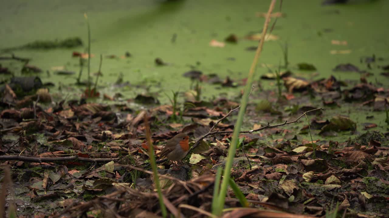 一只知更鸟(Erithacus rubecula)在水坑边视频素材