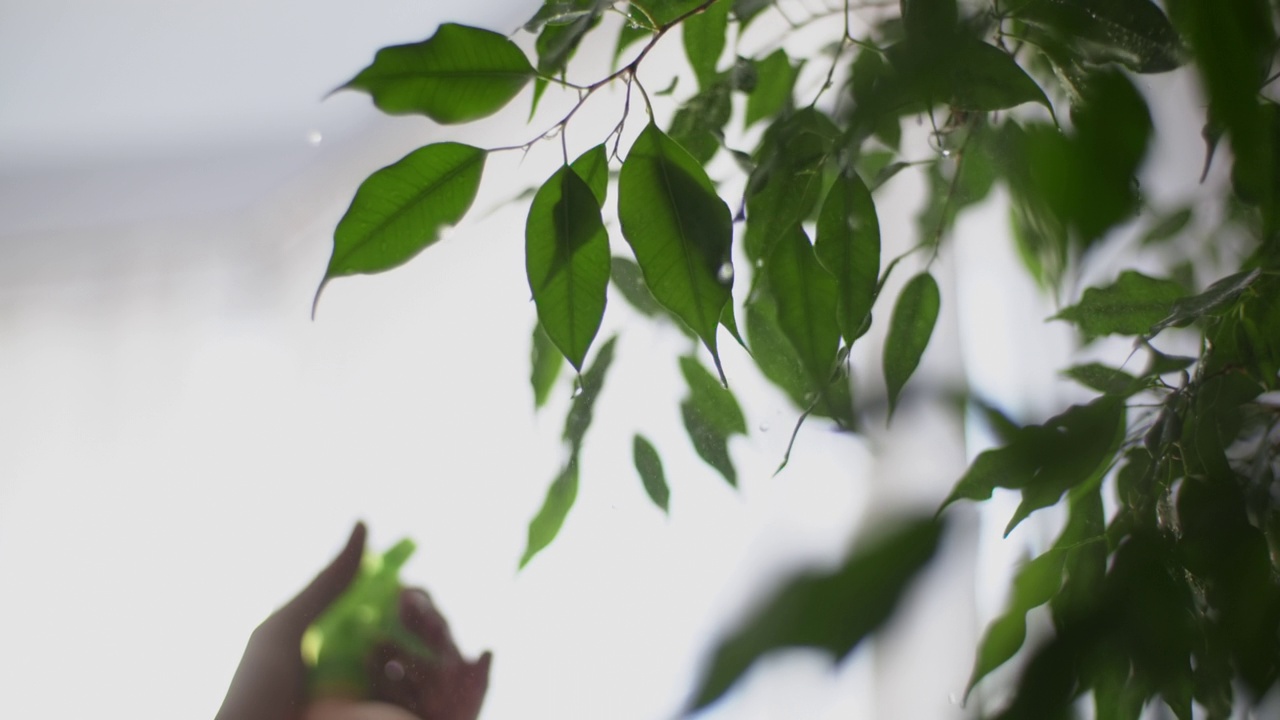 在家里给植物浇水，用喷瓶给植物的绿叶浇水视频素材