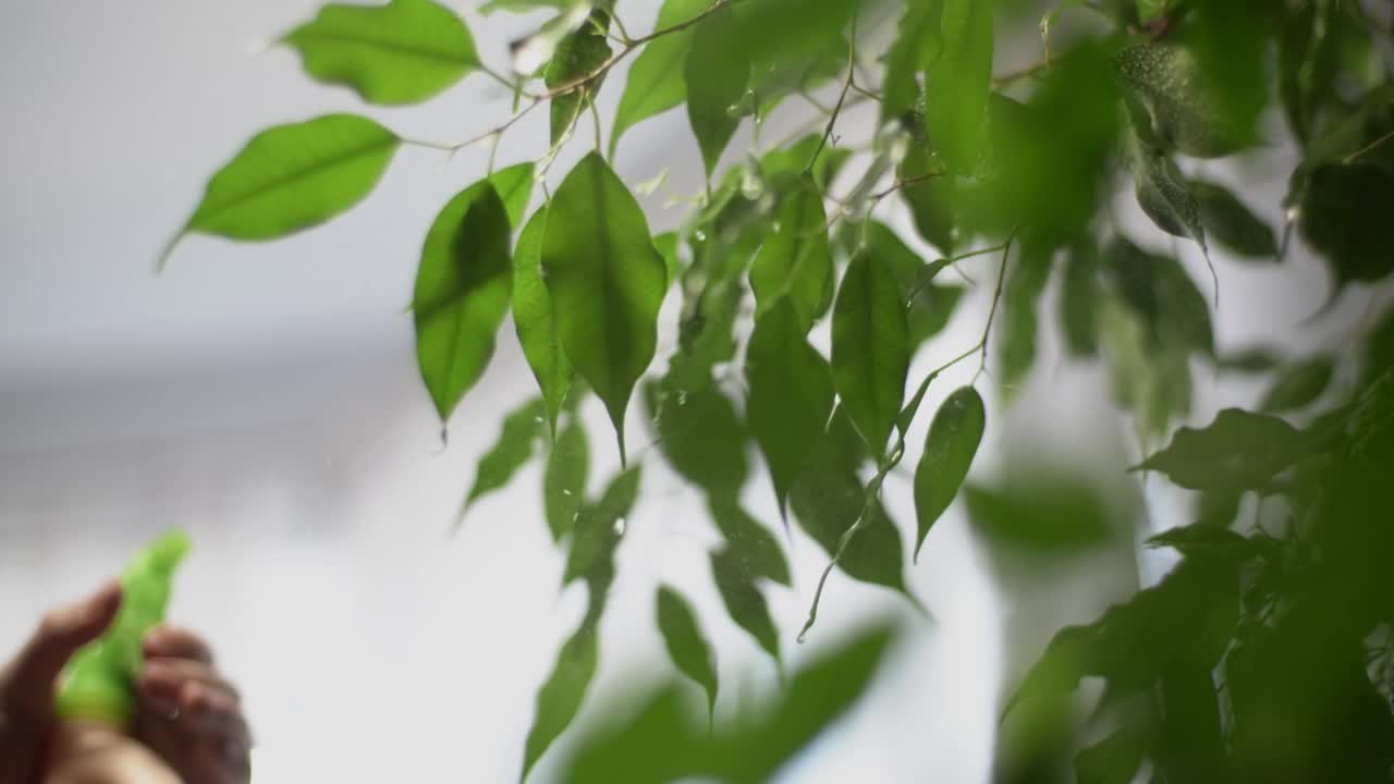 在家里给植物浇水，用喷瓶给植物的绿叶浇水视频素材