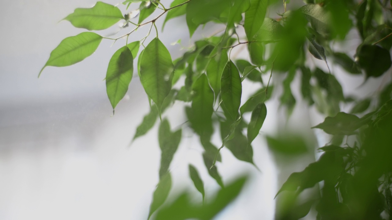 在家里给植物浇水，用喷瓶给植物的绿叶浇水视频素材