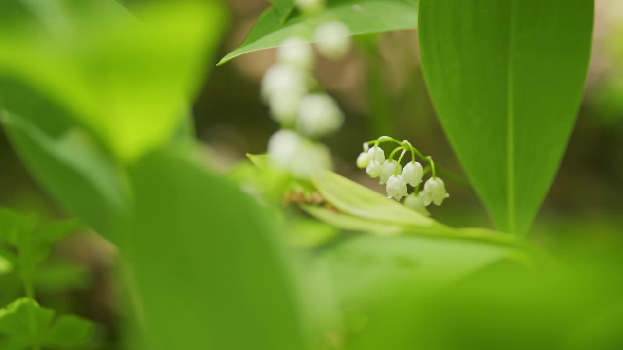 美丽的山谷百合是野生动物的一个元素。铃兰属马贾利。缓慢的运动。视频素材