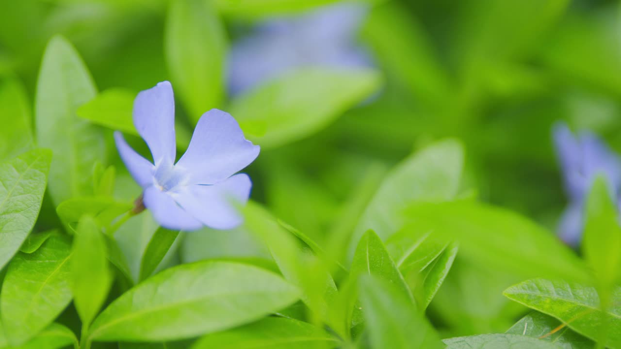 常见的玉黍螺。长着美丽紫色花朵的小长春花。有选择性的重点。视频素材