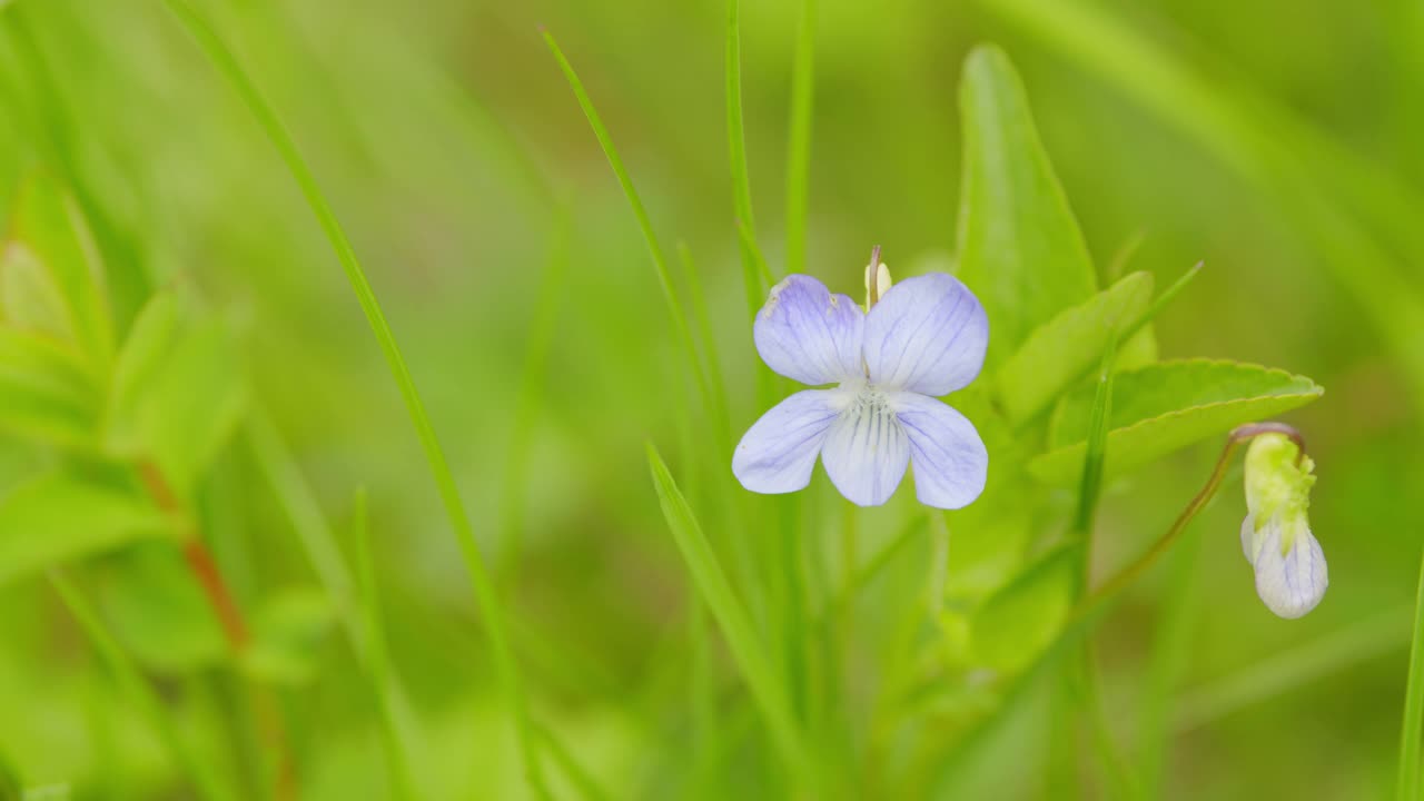 春天花园里的紫罗兰花蕾又称欧洲堇菜。视频素材