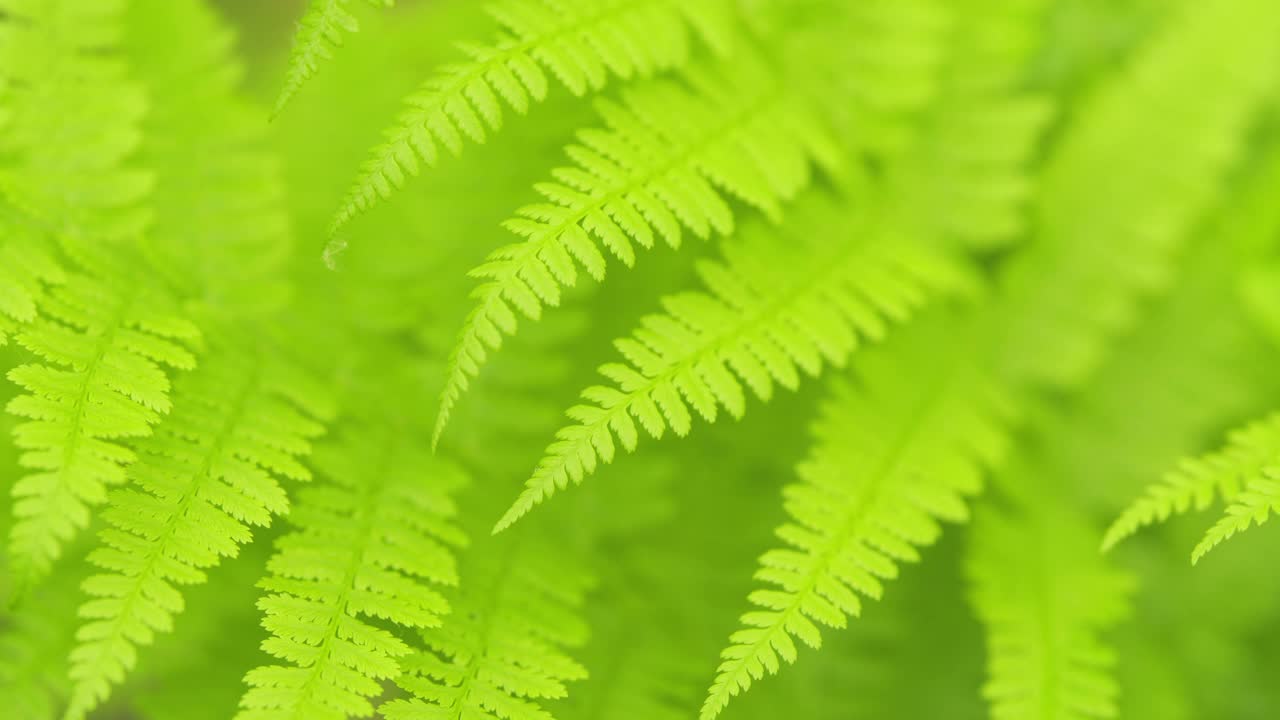 植物的墙纸。蕨类植物。绿色背景。花园里茂密的深绿色蕨类叶子。关闭了。视频素材