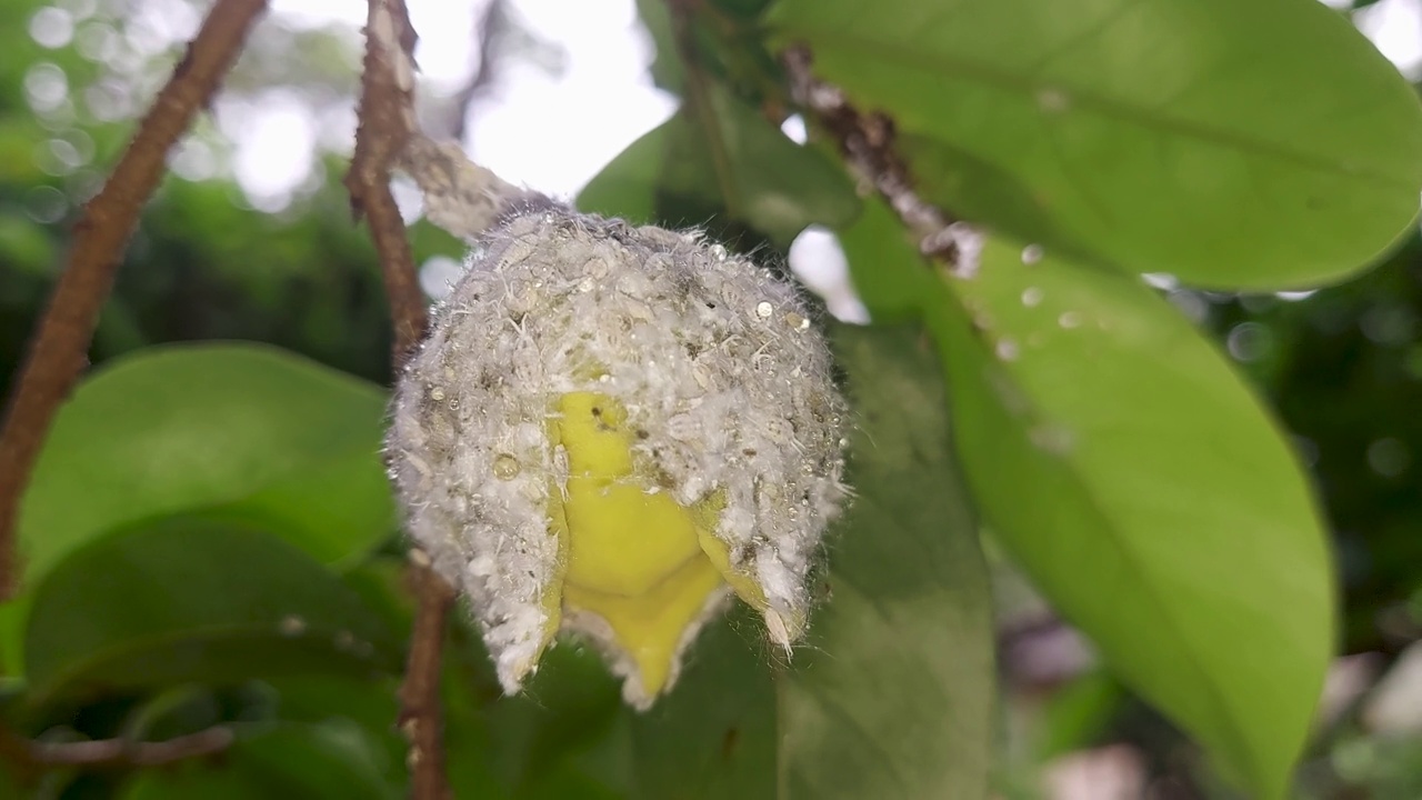 近距离观察被粉蚧完全覆盖的酸瓜花，这是有害的裤子和花视频素材