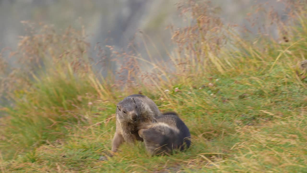 土拨鼠(Marmota Marmota)，两只在山上玩耍的小动物视频素材