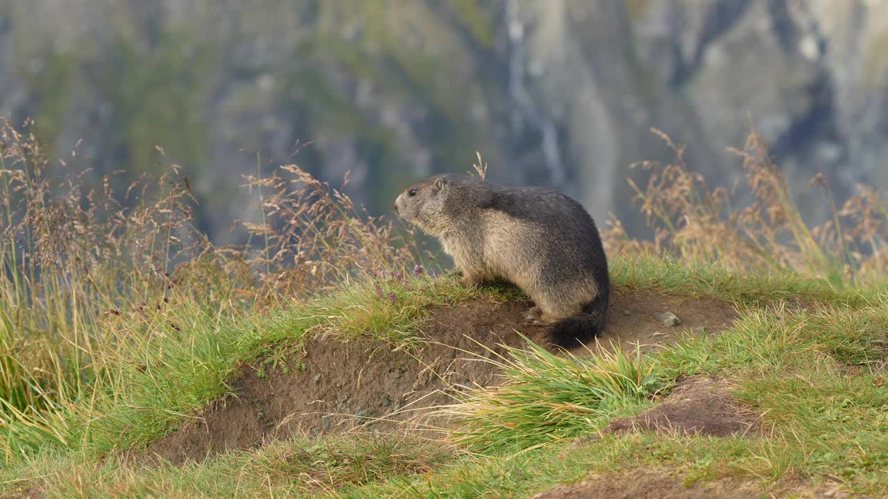 土拨鼠(Marmota Marmota)，两只小动物在山里打架视频素材