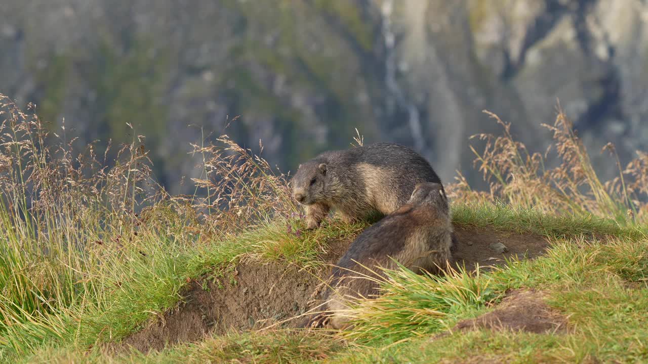 土拨鼠(Marmota Marmota)，两只小动物在山里打架视频素材