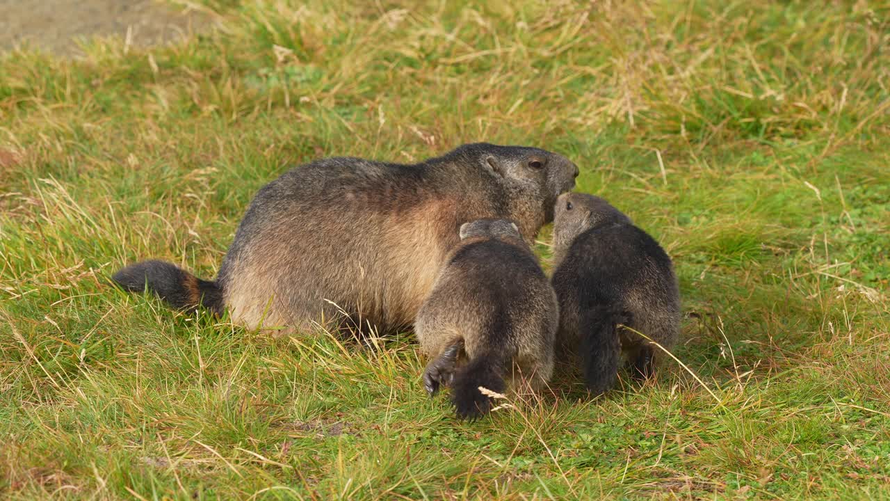 土拨鼠(Marmota Marmota)，成年土拨鼠和两只幼崽生活在山区视频素材