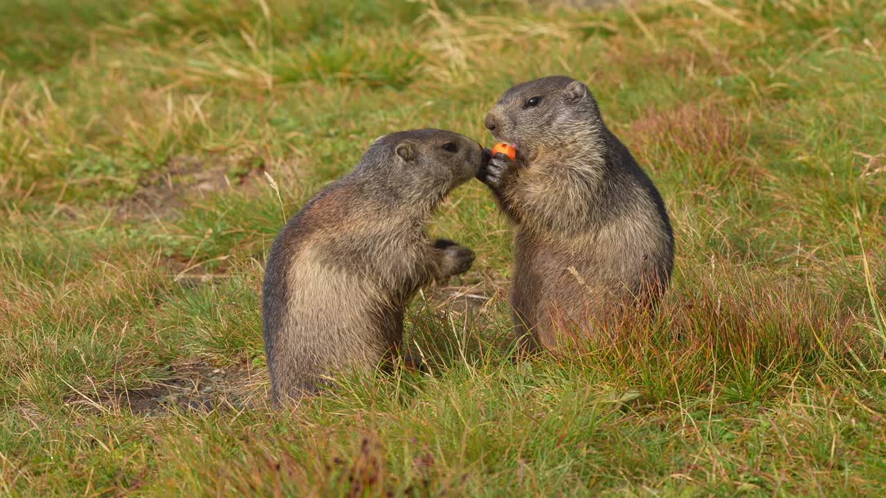 土拨鼠(Marmota Marmota)，山里的两只小动物视频素材