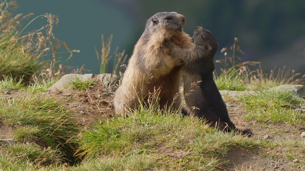 土拨鼠(Marmota Marmota)，成年和年幼的动物在山区战斗视频素材