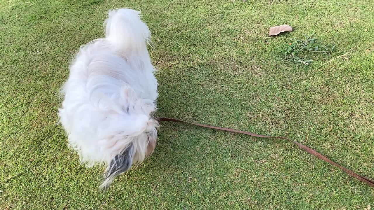 小狗在绿草地上奔跑。爱玩的狮子狗。视频素材