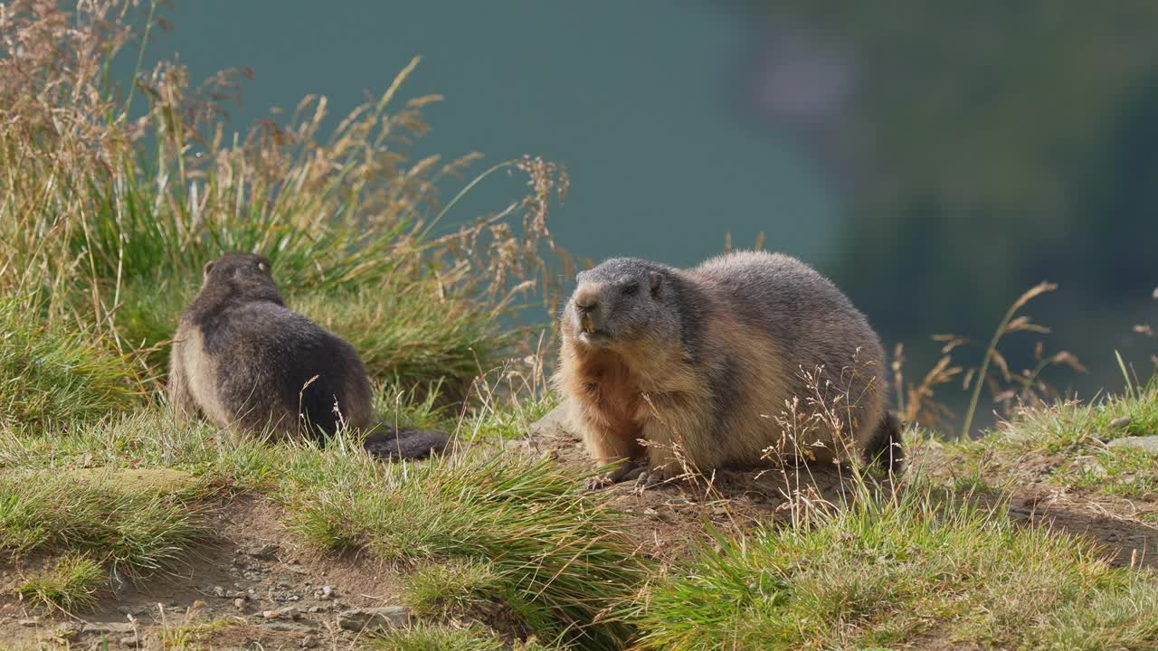 土拨鼠(Marmota Marmota)，成年和年幼的动物在山区战斗视频素材