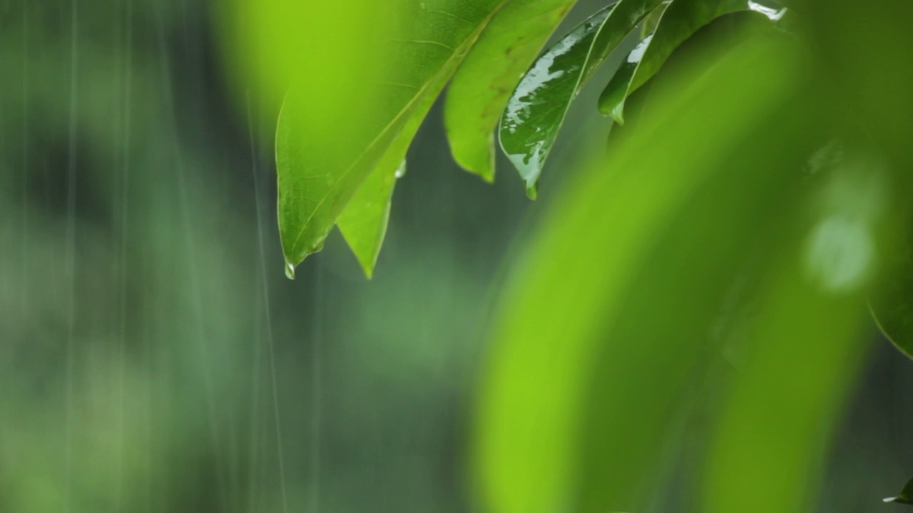 雨落在绿叶上。视频下载