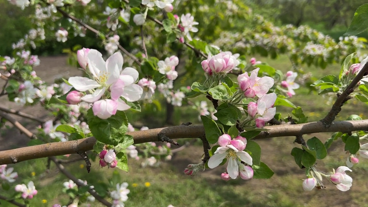 春天在果园里开白色粉红色花的苹果树。视频素材