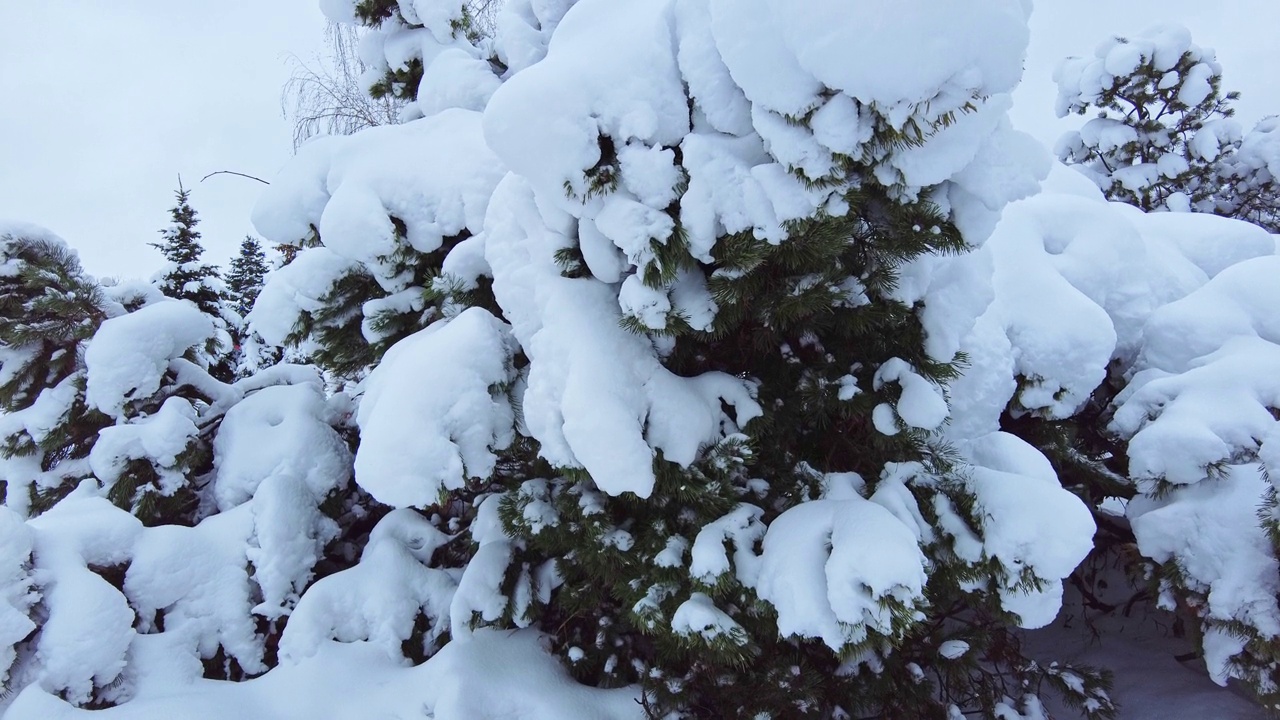 雪躺在云杉树枝特写视频素材