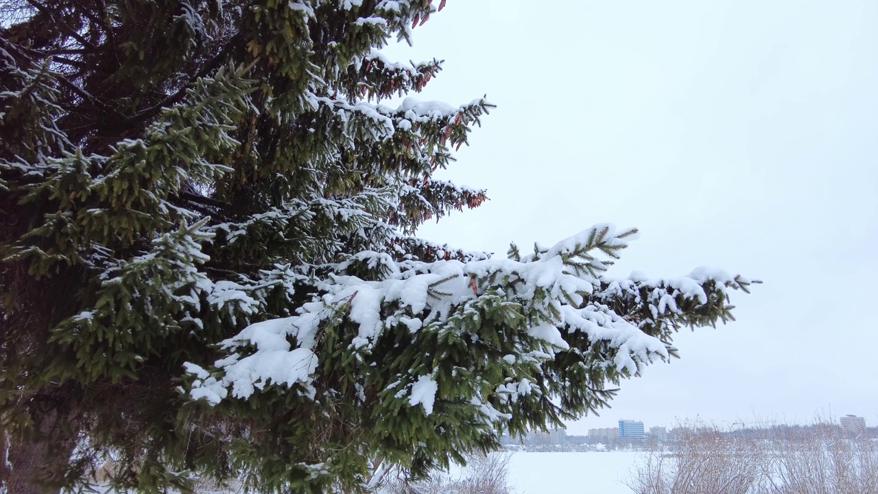 雪躺在云杉树枝特写视频素材