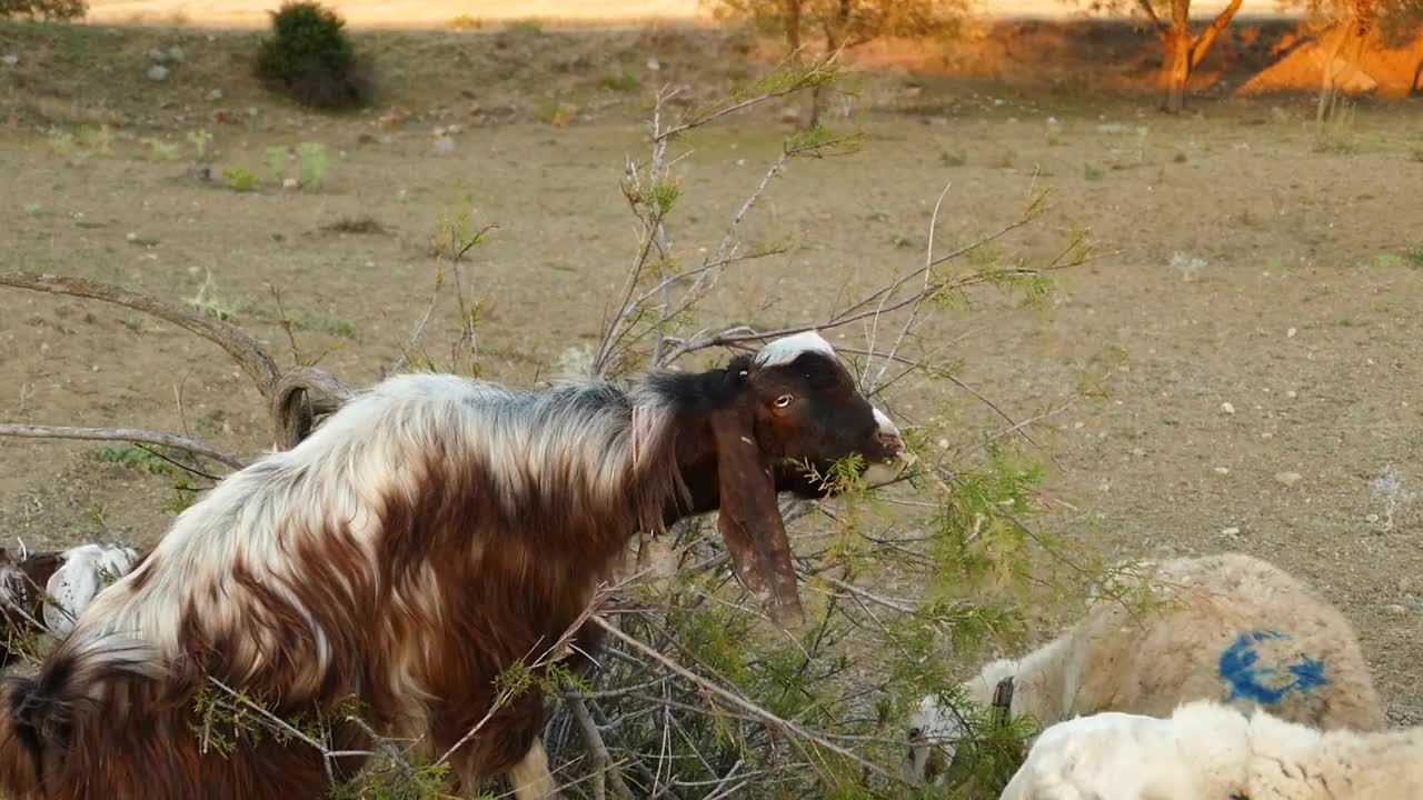 山羊和孩子在地上吃草，破坏树木，山羊破坏树木，视频素材