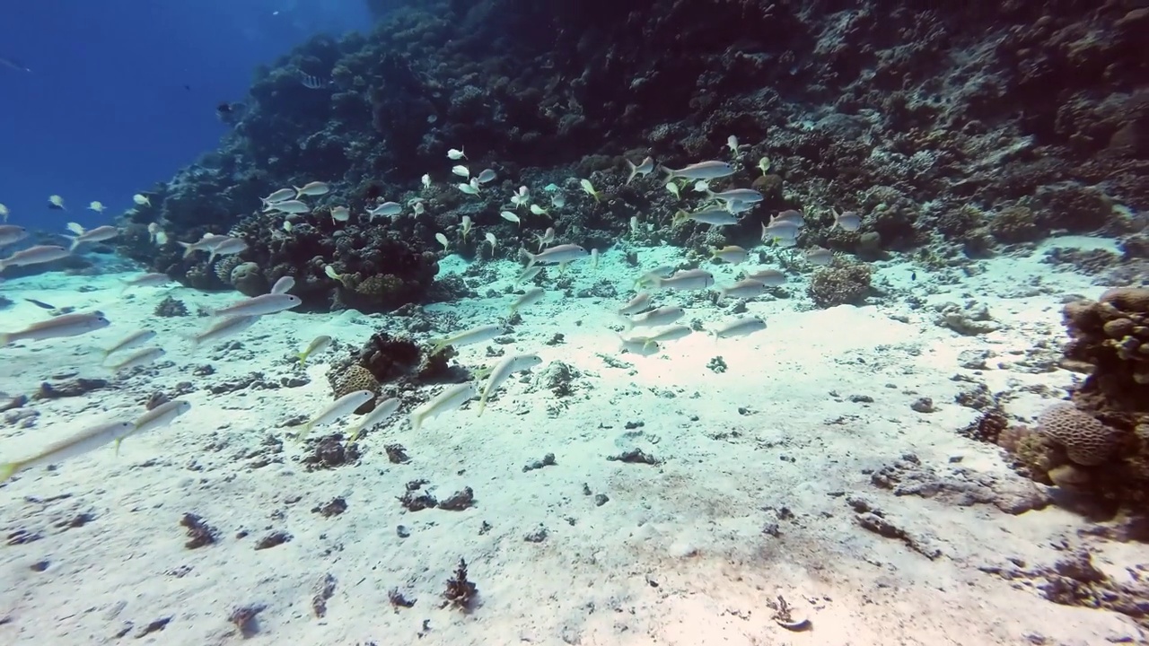 浅滩的黄鳍金枪鱼鲻鱼，Mulloidichthys vanicolensis，红海，埃及4K分辨率拷贝空间视频下载