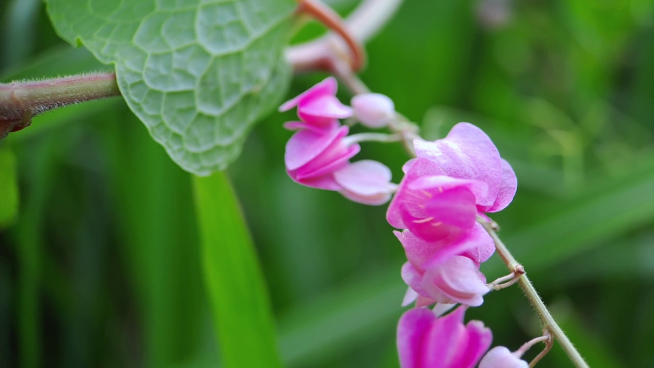 Antigonon leptopus pink是荞麦科的一种多年生藤本植物，俗称珊瑚藤或女王花环，背景绿色模糊视频素材