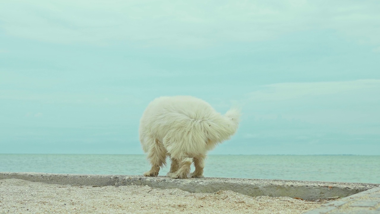 巨大的萨摩犬品种，长着白色的长毛，在海边的沙滩上散步和放松。视频素材