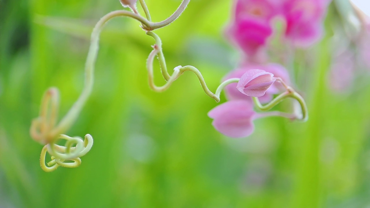 Antigonon leptopus pink是荞麦科的一种多年生藤本植物，俗称珊瑚藤或女王花环，背景绿色模糊视频素材